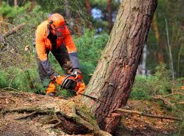  Chowchilla, CA Tree Removal Pros