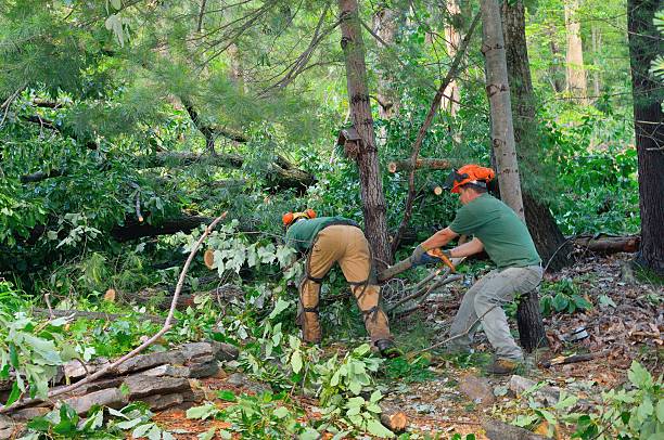 How Our Tree Care Process Works  in  Chowchilla, CA